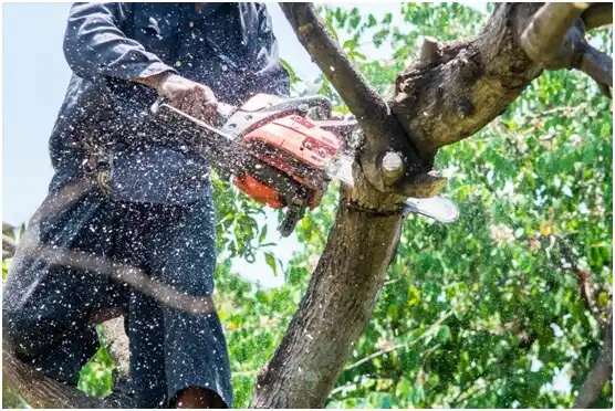 tree services Spanaway